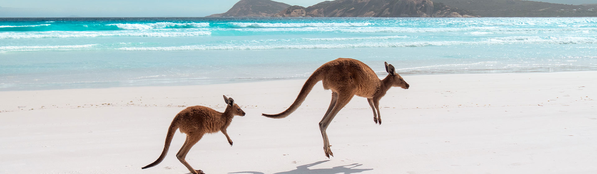 Two kangaroos hopping along the beach at Lucky Bay, Esperance, Western Australia